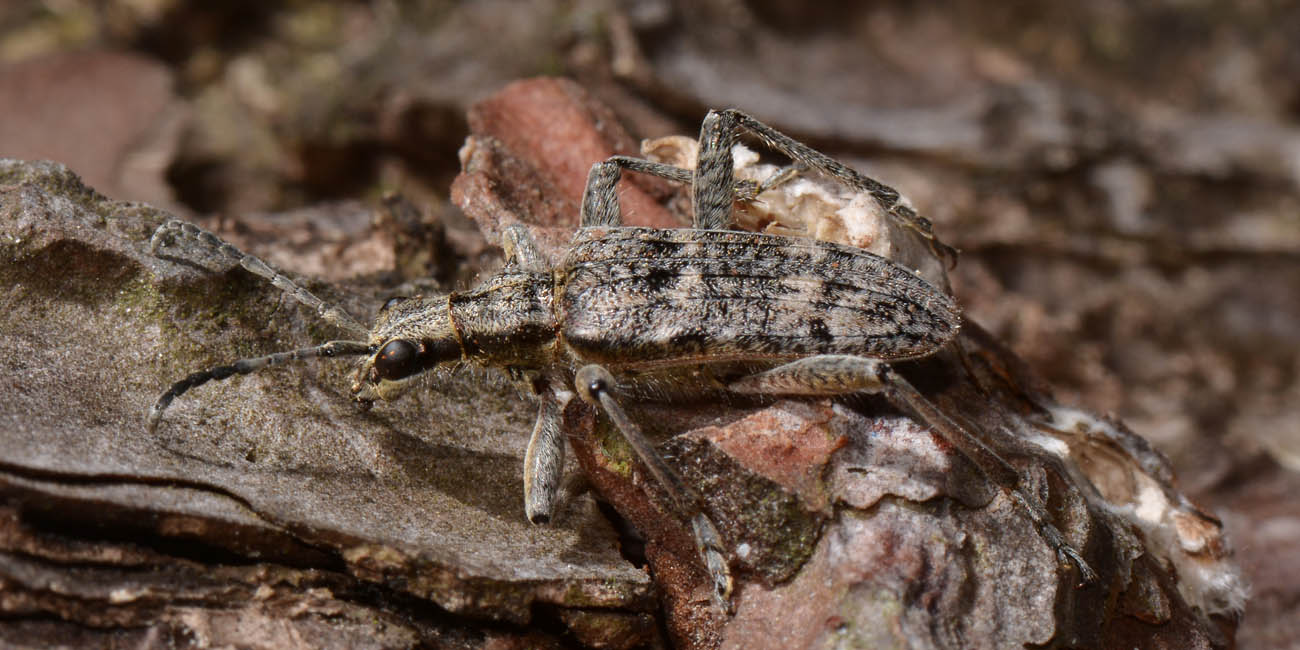 Cerambycidae: Rhagium inquisitor